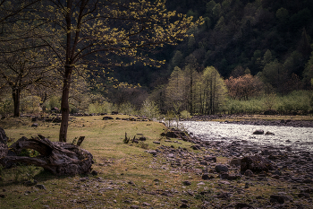 Spring in Machakhlitskali River / Свежая весенняя листва орешника на берегу реки Machakhlitskali