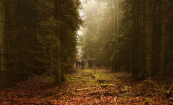 К свету / Прогулка в туманном лесу . Декабрь в кадре