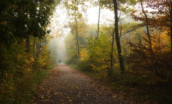 Просто осень / Туманное утро в осеннем лесу.