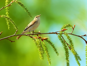 В весеннем лесу / Пеночка-весничка - первая птичка весны. Песенки пеночки - веснички очень похожи на звуки зяблика, но с более замысловатыми и чистыми трелями. Тюменская область.