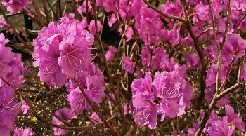 Багульник / Вместо сакуры приморцы любуются цветением багульника. На самом деле это — рододендрон, но попробуй выговори. В зависимости от того, какая была зима, он может зацвести и в марте, но в основном, в апреле и вплоть до июня.