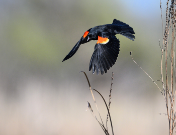 Red-winged blackbird / Red-winged blackbird