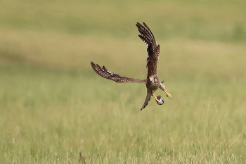 пустельга в деле / Самка сокола пустельги успешно изловила мышь. Falco tinnunculus, Common kestrel