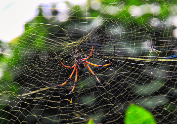 Большой не ядовитый пальмовый паук / Сейшелы. Остров Мае