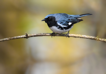 Black-throated blue warbler / Black-throated blue warbler