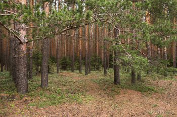 Вятский лес / Вятский лес