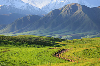 Greenfields / Поля на Орто-Сайских холмах близ Бишкека и Киргизский хребет Тянь-Шаня на заднем плане.