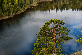 Сосна / Сосна