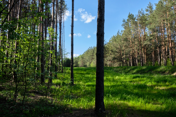 Солнечный день #6 / В окрестностях парка Мазурино, на окраине Витебска.