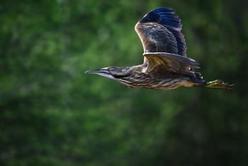 American bittern / American bittern