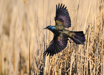 Common Grackle (m) / Common Grackle (m)