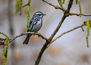 Black-and-white warbler / Black-and-white warbler