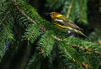 Cape May warbler / Cape May warbler