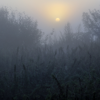 Из тумана.... / ***