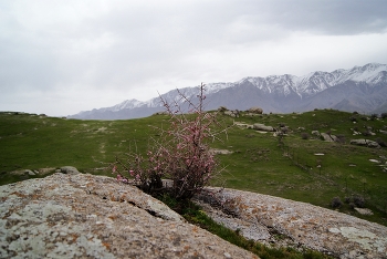 весна в горах / Самарканд, Зеравшанский хребет