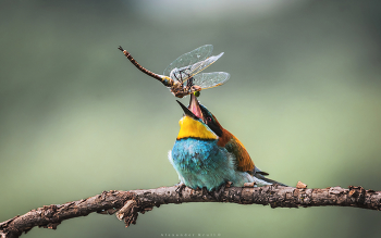 Славная добыча! / Золотистая щурка и пойманная ею стрекоза.