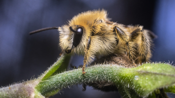 Пушистик / пчела, один из самых полезных насекомых для человечества