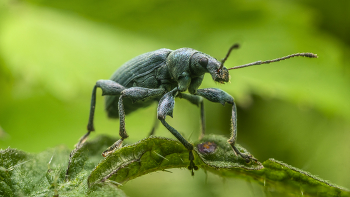 phyllobius pomaceus / phyllobius pomaceus