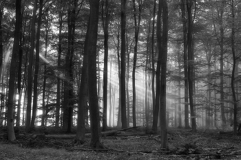 Утро / Лучи солнца в утреннем туманном лесу.