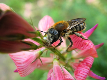 Пчела и эспарцет. / Летом в Новосибирске.