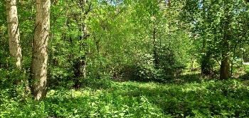 зелёный май / весенняя зелень