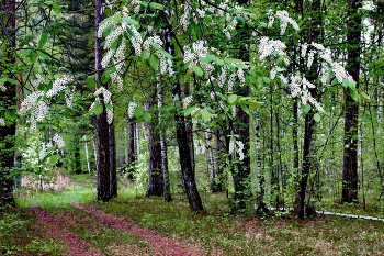 *Весенний лес.** / **Томская область.*