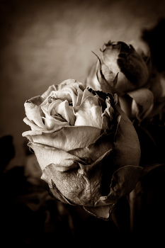 Rose / Rose
