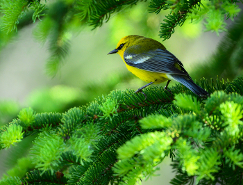 Blue-winged Warbler / Blue-winged Warbler