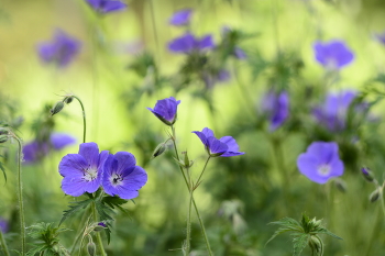 Остатки Рая на Земле / Минск, детский парк писателя Горького