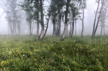 Утренний туман / Туман сибирского леса