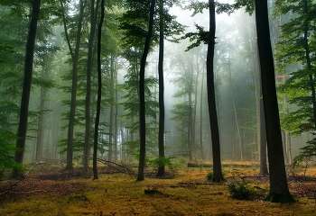 &nbsp; / Утро в осеннем лесу.