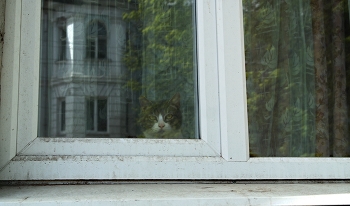 взгляд из окна... / Котик смотрит в окно