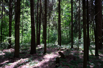 Солнце в лесу / Лес под Витебском