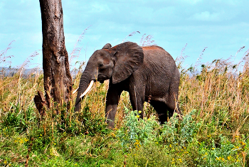 Молодой африканский слон в саванне / Молодой африканский слон в саванне