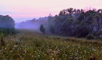 Утром до восхода солнца / Утром до восхода солнца сиреневый туман стал вылазить из леса на поле
