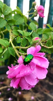 цветы шиповника / майский жук на цветочке