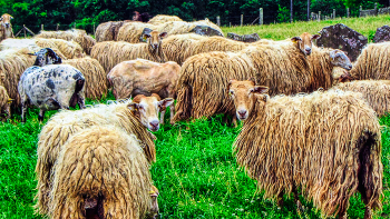 &nbsp; / Azpilkueta (Valle Batzan) - La oveja latxa - Navarra