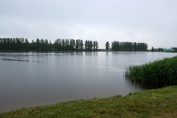 Дождь на пруду / Пруд на окраине Витебска