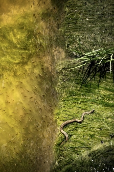 Вода и суша / Фотография сделанная одним кадром, где змея выползала на сушу