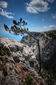 Сила жизни / Горы, дерево, Крым, Ай-Петри