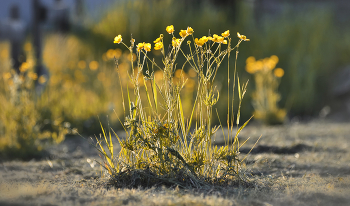 Летний вечер. Лютики / Маленькие прелести деревенской жизни.