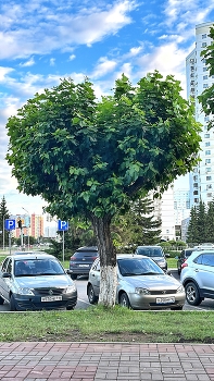 Сердце городское / Сердечное дерево