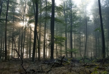 &nbsp; / Рассвет в туманном лесу.