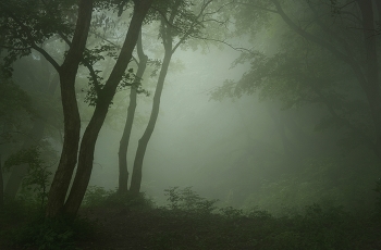Туманное утро / В лесу