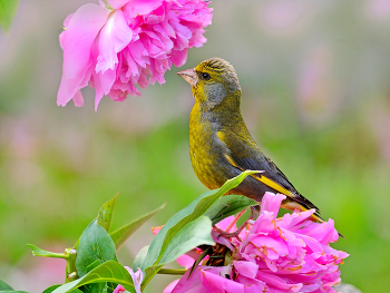 Цветы и птицы / Зеленушка на пионе