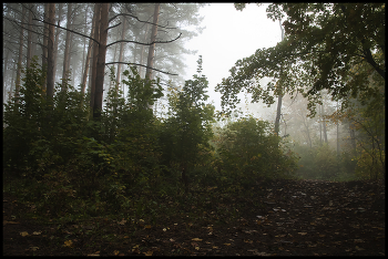 Утро в лесу / Туман