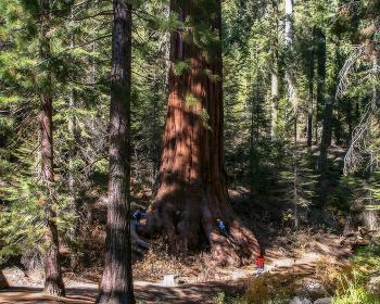 Гигантская секвойя / Секвойядендрон гигантский (лат. Sequoiadendron giganteum). 
Взрослые деревья могут достигать высоты до 100 метров при диаметре ствола 10—12 м.
Старейшая на данный момент гигантская секвойя имеет возраст 3200 лет, достоверно установленный по годовым кольцам, хотя возраст некоторых из ныне живущих деревьев оценивается в 3500 лет.