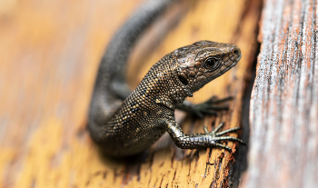 Ящерка / Ящерка