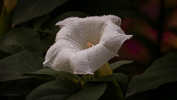 Красив и загадочен цветок Дурмана (Datura).... / Дурман - ядовитое растение, способное вызвать паралич, галлюцинации, ввести человека в состояние комы или вовсе привести к летальному исходу. Ядовиты все части растения, особенно семена.