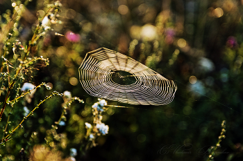 НЛО / Паутина на рассвете